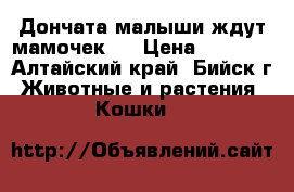  Дончата малыши ждут мамочек!! › Цена ­ 3 000 - Алтайский край, Бийск г. Животные и растения » Кошки   